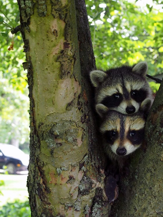 Protect your garden from raccoons