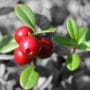 How to Grow Lingonberries